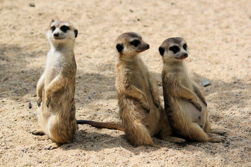 One Day Itinerary for London Zoo Marble Arch Hotel Blog Image